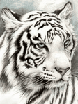 pic for White Tiger